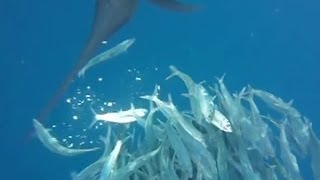 Sailfish Hunting Sardines Normal amp Slow Motion Attacks [upl. by Aicirpac]