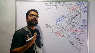 पत्ती की संरचना एवं प्रकार  Structure of leaf and types  Morphology of Leaf in Hindi आकारिकी [upl. by Lavicrep107]