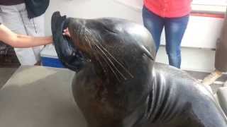 Seal climbs on our boat during a dolphin cruise in Walvis Bay Namibia [upl. by Pickar854]