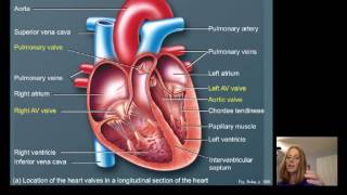 Lecture16 Cardiac Physiology [upl. by Ehpotsirhc]