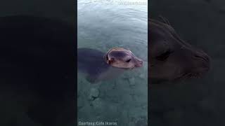 This Monk Seal Loves Humans Alonissos [upl. by Sisto]