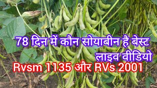 RVSM 1135 सोयाबीन और RVs 20014 सोयाबीन कौन है बेस्ट soyabean soybeankikheti soybeanfarming [upl. by Ihsakat811]