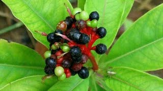 Pharmacognosy of Rauwolfia Serpentina Sarpagandha plant health benefits and side effects [upl. by Kcirtap]