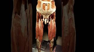 Houston Museum of Natural Science  Body Worlds amp The Cycle of Life [upl. by Doherty589]