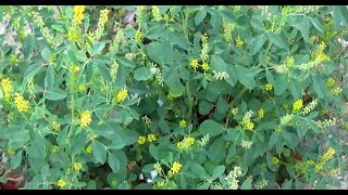 الحندقوق الطبي او اكليل الملك Melilotus officinalis [upl. by Enortna]