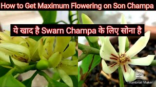 How to Get Maximum Flowering on Son Champa Swarn Champa  Magnolia Champa [upl. by Aivan]