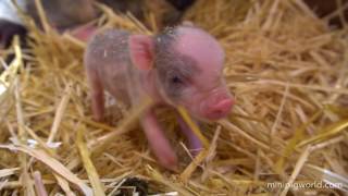 Mini Piglets Being Born Live [upl. by Elohcim]