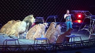 Ringling Brothers Big Cats Tigers and Lions show [upl. by Tine]