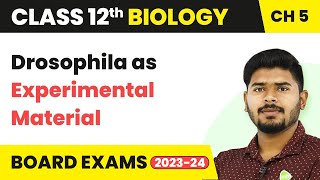 Drosophila as Experimental Material  Principles of Inheritance and Variation  Class 12 202223 [upl. by Sinaj819]