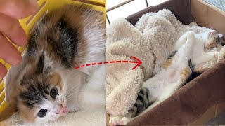 【母猫に捨てられた子猫】1年間の成長記録〜ひとりぼっちからみんなに愛されるまで〜 [upl. by Sirred]