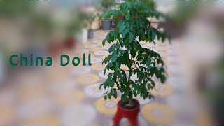 China Doll plant  Radermachera sinica plant  Indoor and Outdoor plant  Easy to grow Plant [upl. by Nnalorac427]