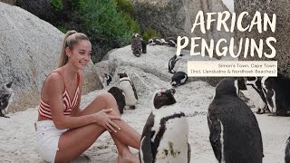 Searching for African Penguins at Boulders Beach Simons Town Cape Town  South Africa [upl. by Auka886]