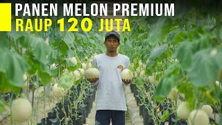 TIdak Perlu Impor Lagi Melon Premium Sangat Mudah Tumbuh Di Indonesia [upl. by Ydde375]