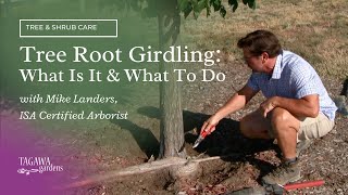 Tree Root GirdlingWhat Is It amp What to Do by Tagawa Gardens amp Mike Landers ISA Certified Arborist [upl. by Cohn]