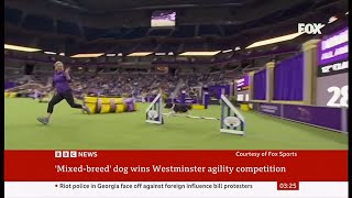 Westminster dog show agility 2024 Nimble makes history as 1st mixedbreed dog to win USA [upl. by Angelique831]