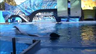 Tilikum Performing at SeaWorld Orlando Dec 2013 [upl. by Anail]