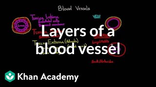 Layers of a blood vessel  Circulatory system physiology  NCLEXRN  Khan Academy [upl. by Anaderol505]