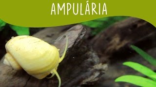 Ampulária  Minha Fauna [upl. by Jaquenetta]