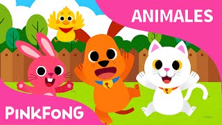 Animales Bebé  Animales  PINKFONG Canciones Infantiles [upl. by Nel]