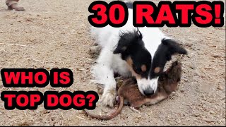 Mink and Dogs DESTROY 30 RATS [upl. by Etteuqram784]