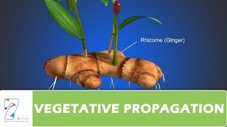 VEGETATIVE PROPAGATION [upl. by Anaig]