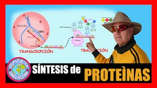 SINTESIS DE PROTEINAS CODIGO GENETICO [upl. by Aicinet331]