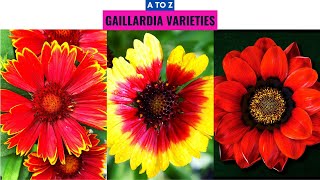 Gaillardia Varieties A to Z [upl. by Camarata]