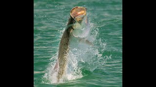 Tarpon Best Fishing Practices [upl. by Gnuhp]