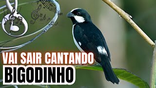 COMO FAZER SEU BIGODINHO SAIR DE MUDA CANTANDO [upl. by Aleakam486]