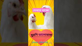 মুরগি ভালবাসাkathu mele trending songdj song [upl. by Dorfman]