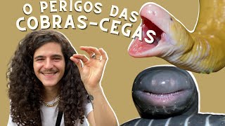 Dreherlogia  Conheça todas as CobrasCegas e saiba quais são perigosas [upl. by Gereld850]