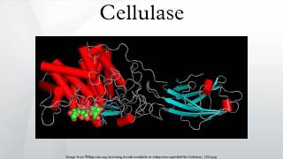 Cellulase [upl. by Coulson]