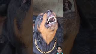 angry🦊 Rottweiler barking sound rottweiler angrypuppy funnyanimal viralvideo cuteanimal angry [upl. by Obmar]