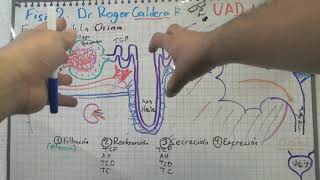 Formación de Orina [upl. by Derna211]