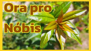 SAIBA MAIS sobre esta PLANTA REVOLUVIONÁRIA a Ora pro Nóbis  Pereskia aculeata [upl. by Hurty385]