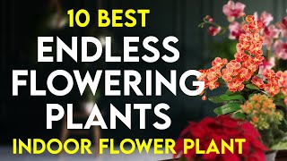 10 best indoor flowering plants in india  endless flowering plants  permanent flowering houseplant [upl. by Annaujat]