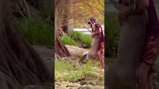 Part 2 ⚡️Man saves drowning deer in san antonio River Texas wildlife gone wild 💥 [upl. by Olia491]