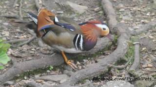 Mandarin Duck Aix galericulata [upl. by Htebazileharas669]