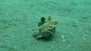 Frogfish walking [upl. by Arbuckle234]