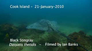 Black Stingray  Dasyatis thetidis at Cook Island [upl. by Atinus]