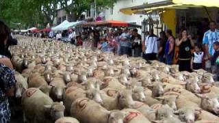 départ du troupeau de moutons en transhumance [upl. by Erme]