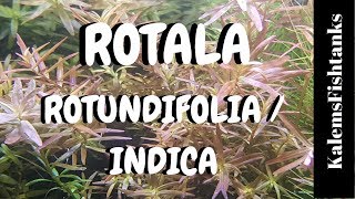 Rotala RotundifoliaIndica Care and Propagation [upl. by Purington]