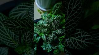 Beautiful🌿 Fittonia plant potting 🌿😍 indoorplants balconygardening plantlover happygardening [upl. by Otcefrep]