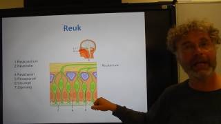 Biologie HV OB De reuk en smaak [upl. by Hayyikaz]