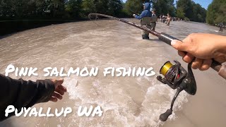 PINK SALMON FISHING  Puyallup WA [upl. by Dacey960]