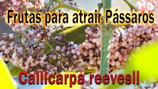 Callicarpa reeversii uma ótima espécie usada para a atrair pássaros [upl. by Renba]