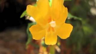 Mimulus aurantiacus stigma closure [upl. by Care]