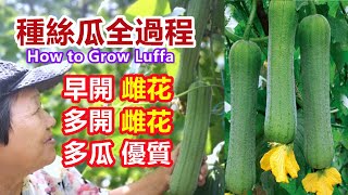 【絲瓜種植全過程】如何早開雌花，多開雌花，多結瓜。催芽，壓蔓，施肥，搭架子，澆水，採收 Growing Luffa\Mars Hydro [upl. by Dode]