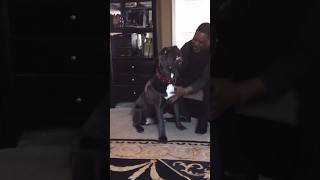 Cane Corso loves attention canecorso mastiff doglover mastiffsworldwide doglife pets ytshort [upl. by Immak]