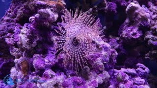 ARC Reef Feather Duster Worm Sabellastarte sp [upl. by Ogilvy]